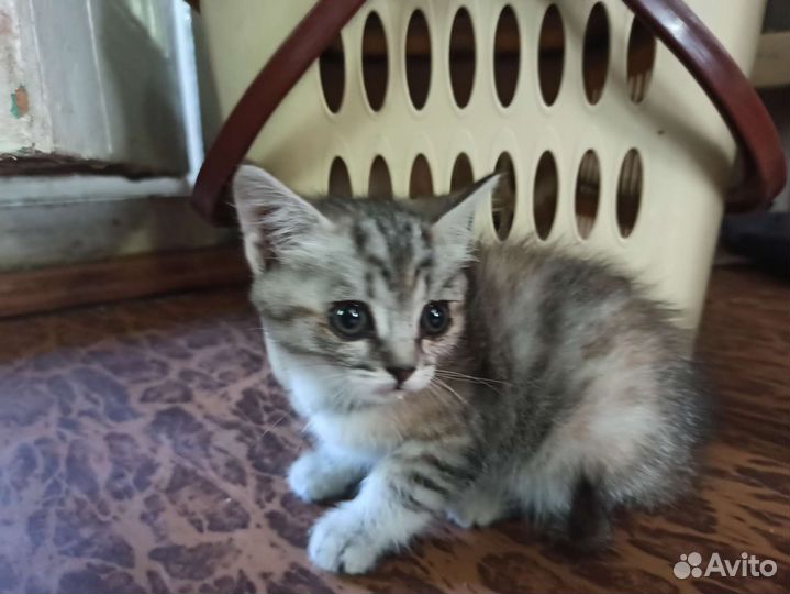Красивые котята