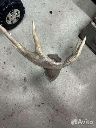 Рога лося