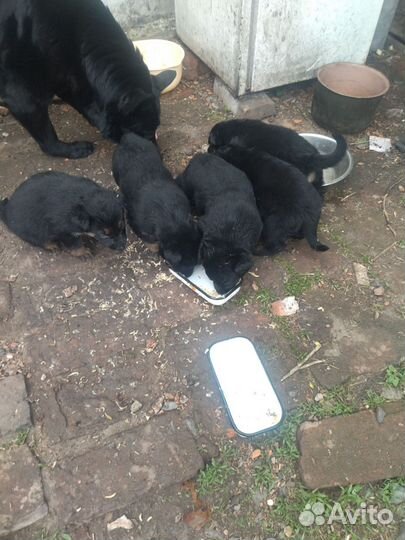 Щенки немецкой овчарки, окрас волка