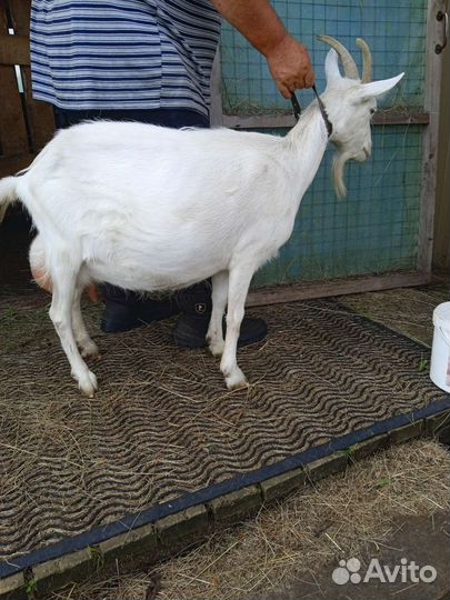 Коза дойная