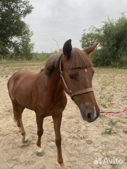 Лошадь кобыла