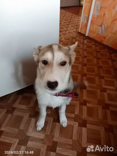 Сибирская лайка хаски