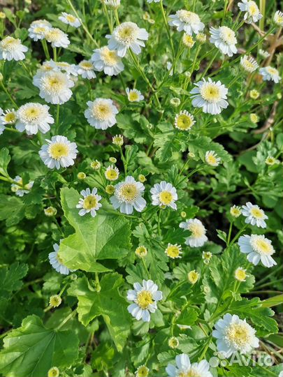 Хризантема