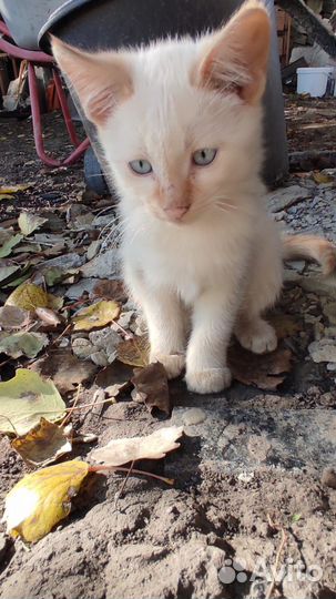 Отдам в добрые руки