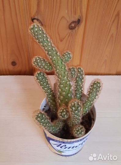 Алоэ остистое Кактус Маммиллярия Эхинопсис Опунция