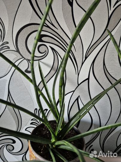Сансевиерия сортовая