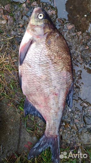 Свежая рыба