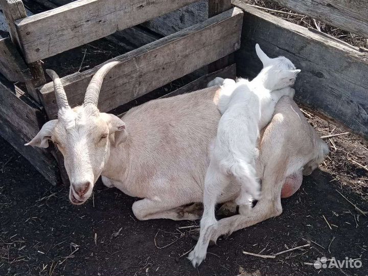 Козы дойные