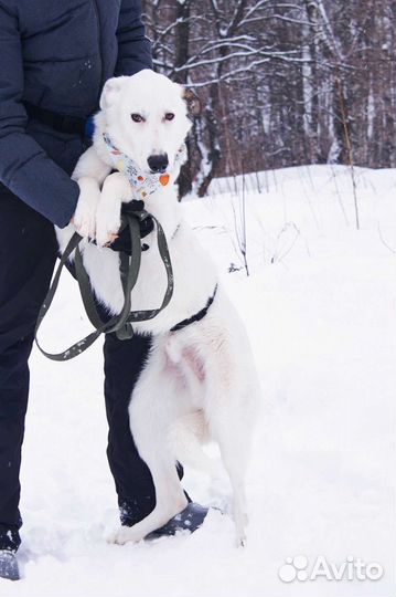 Молодой пёс в добрые руки