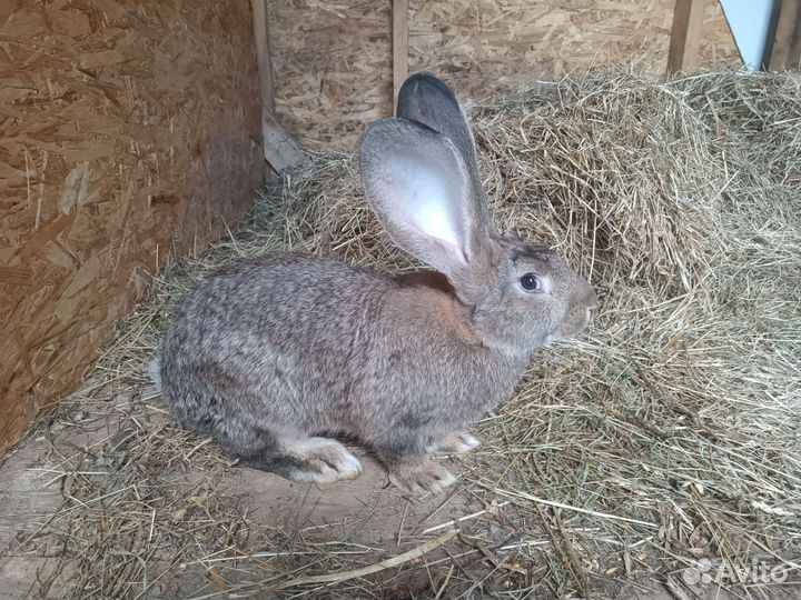 Кролик фландр самец 3 месяца -вес 4 кг