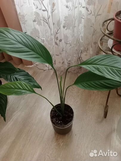 Спатифиллум