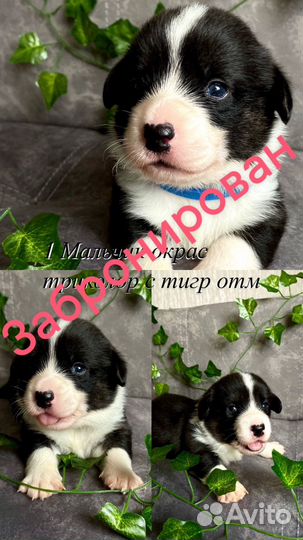 Щенки корги