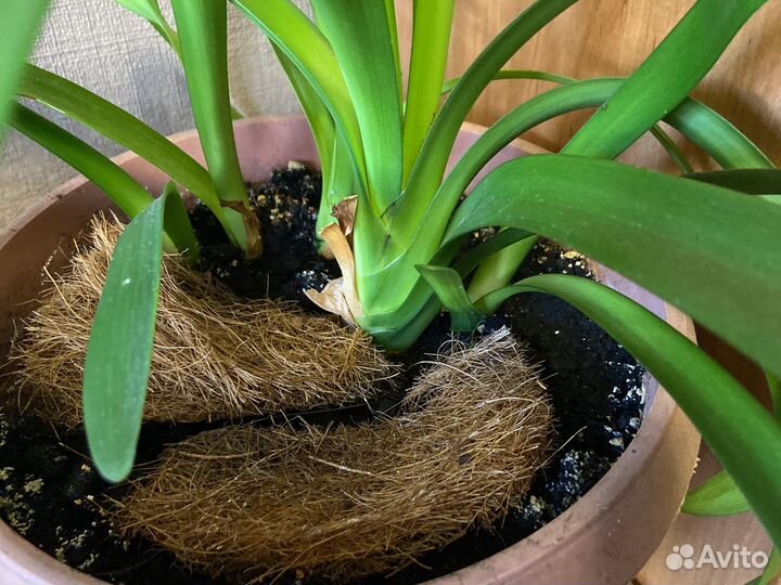 Комнатные цветы кливия