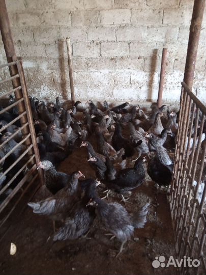 Куры молодка