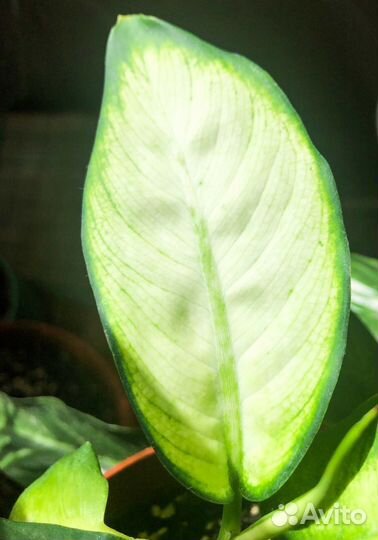 Диффенбахия Camilla