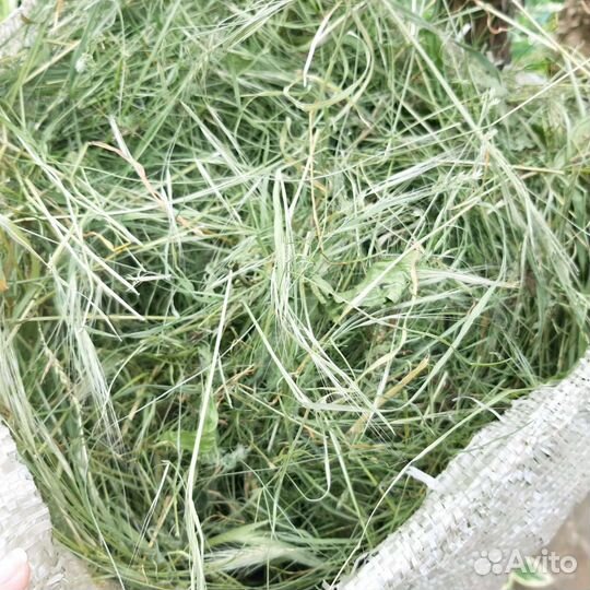 Сено для грызунов