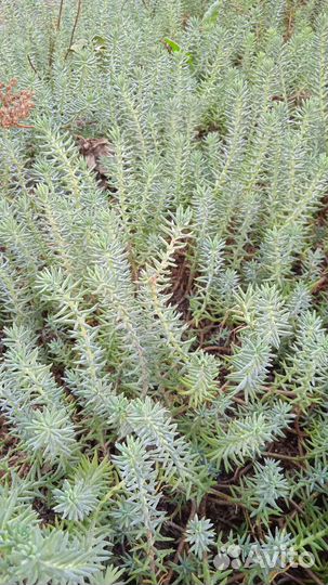 Лисий хвост Седум Бересклет