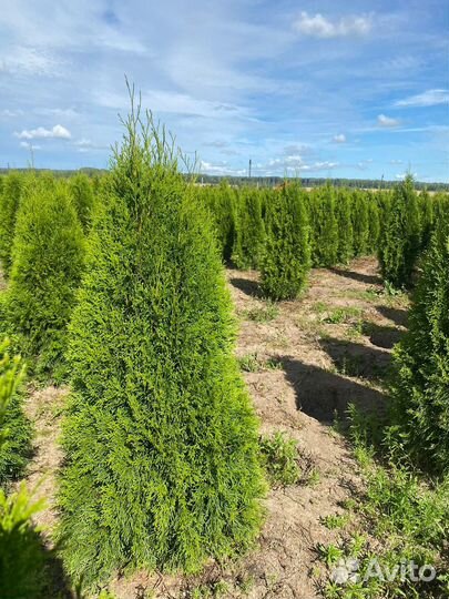 Туя Смарагд 140 см