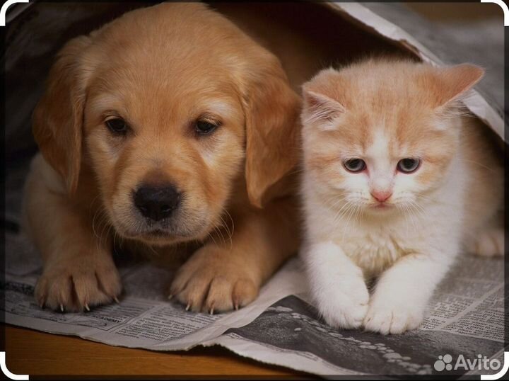 Передержка кошек и собак мелких пород