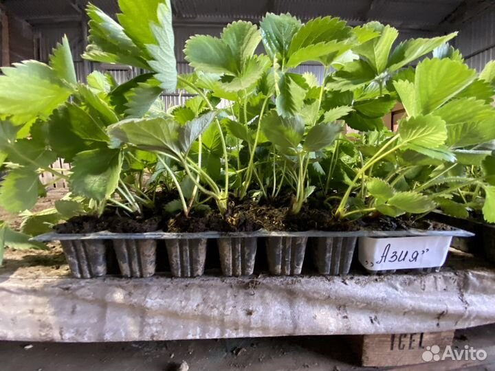 Рассада клубники ксд/нсд кассета, фриго, минитрэй