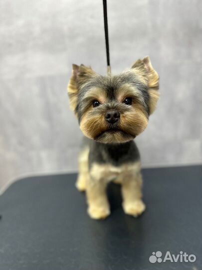 Стрижка собак, Экспресс-линька, Чистка зубов