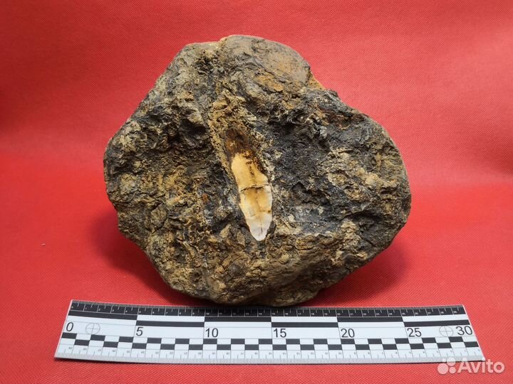 Окаменелое дно древнего океана