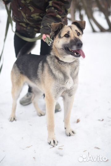 Собака в добрые руки, ищет дом, приют