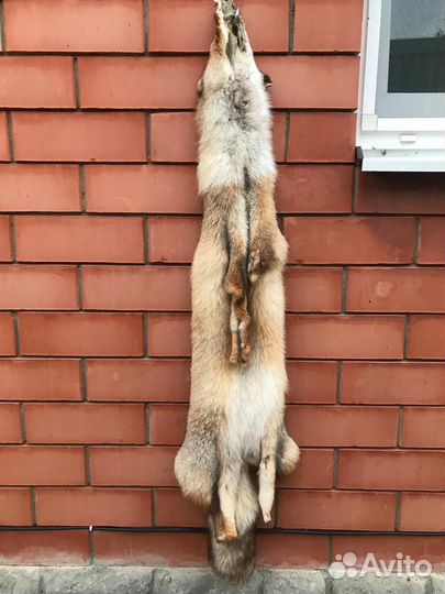 Шкура лисы