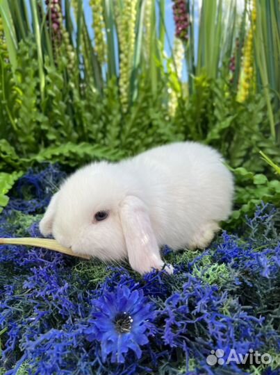 Белоснежный с голубыми глазами