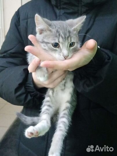 Кошка в дар