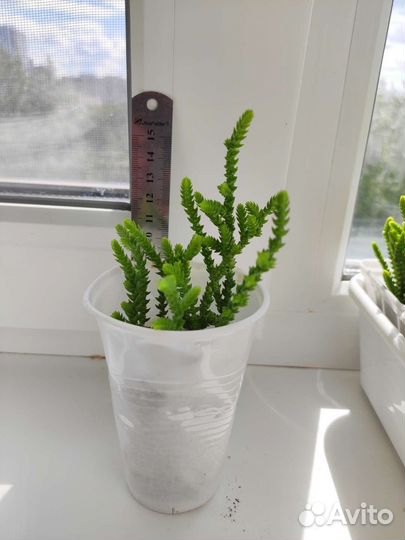 Крассула Ликоподиойдес или Плауновидная