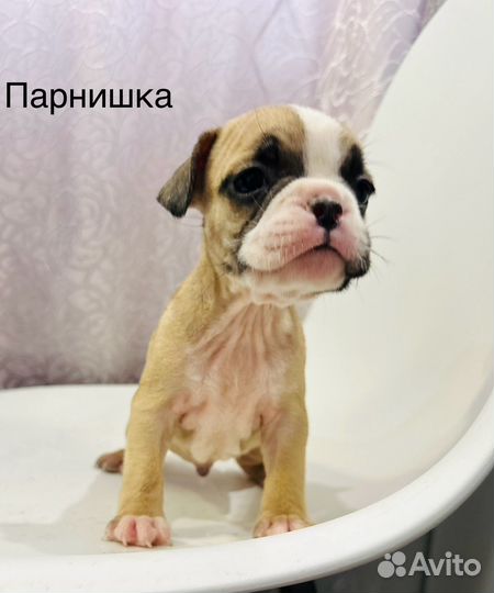 Французский бульдог