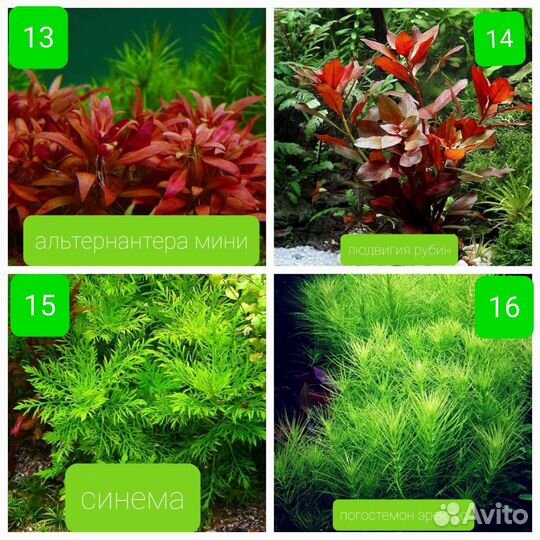 Прополка аквариумных растений