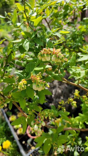 Голубика Крупномеры 8+ лет