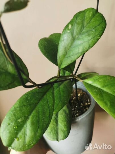 Хойи сортовые