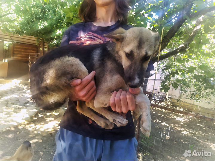 Собачка Эля в добрые руки