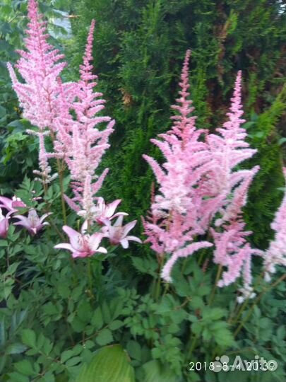 Астильбы для украшения вашего сада