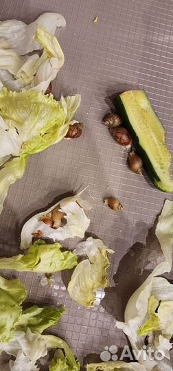 Улитки ахатины альбиносы