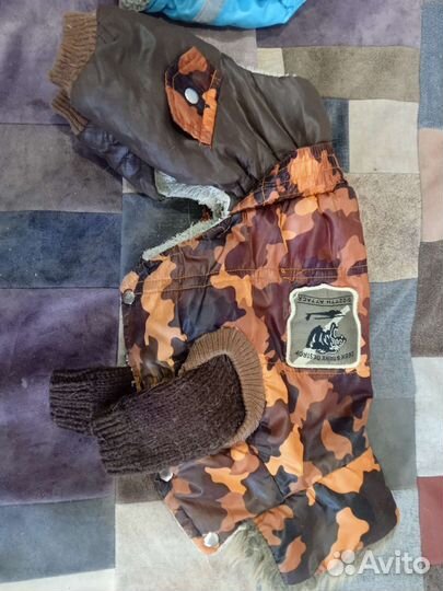 Зимняя одежда для тоя