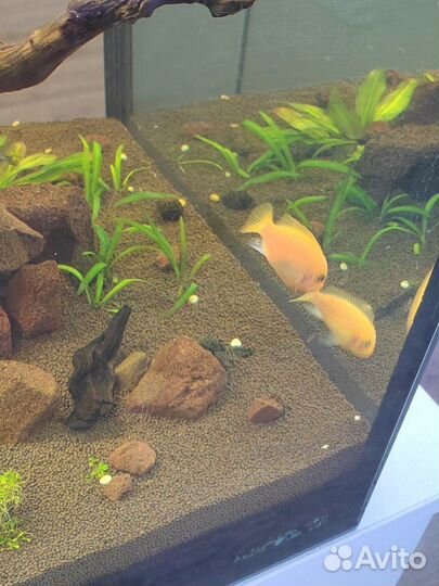 Цихлиды. Красная зебра