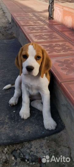 Щенки бигль девочки