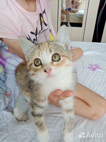 Кошечка в добрые руки