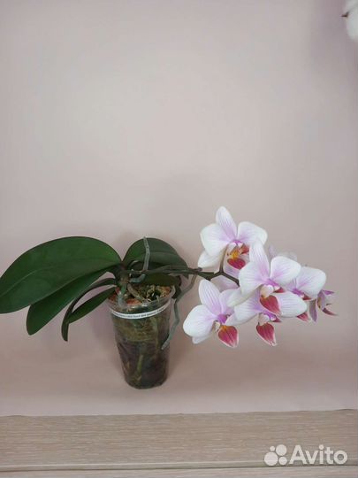 Орхидея фаленопсис
