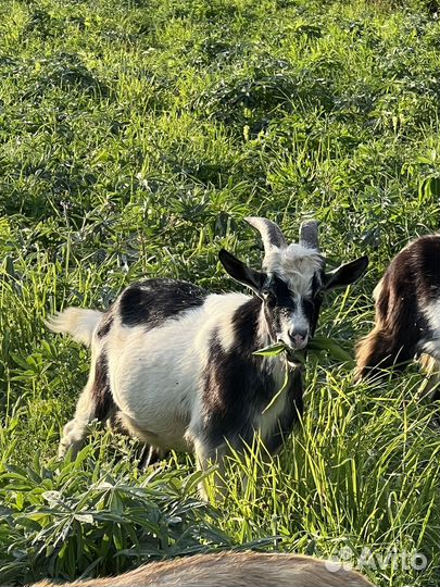 Козы и козлята