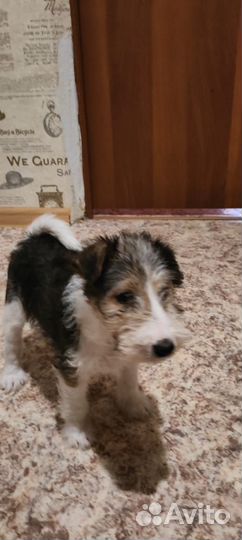 Щенки фокстерьера