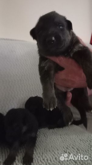 Щенки немецкой овчарки. Чистокровные