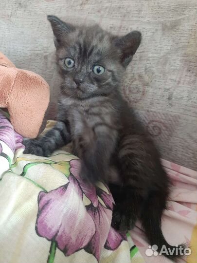 Котята