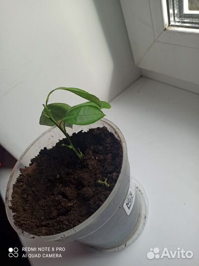 Отводка мандаринового дерева с корневой системой