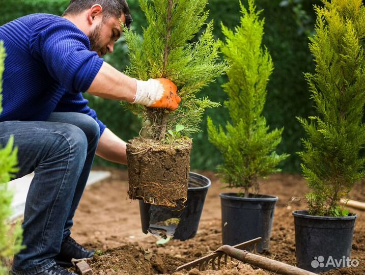 Работа садовник Выплата Ежедневная