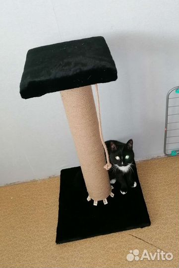 Когтеточка